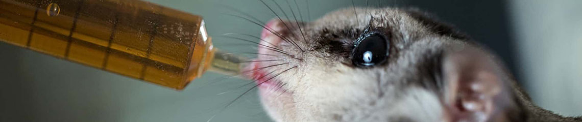 Wildlife Rescue Queensland - Brisbane Nature Tours