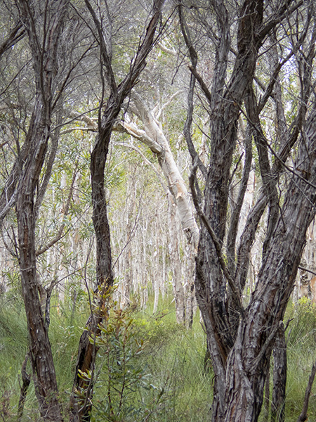 Bribie Island Birdlife Tour
